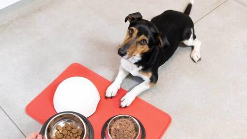 Kleine hond met bakjes voor nat en droog voer