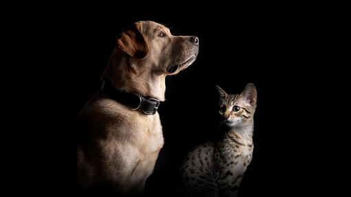 Purina PRO PLAN Hond en Kat 