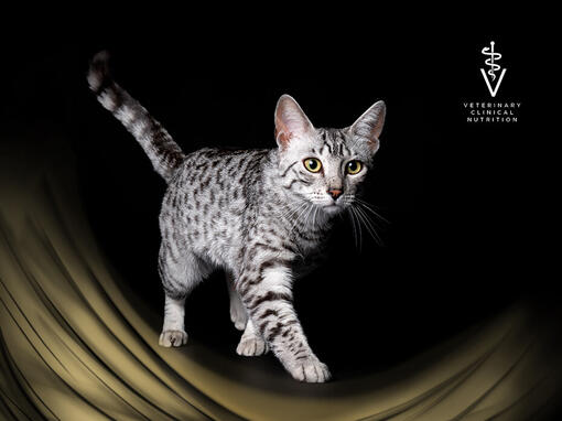 PURINA PRO PLAN Veterinary Diets voor katten