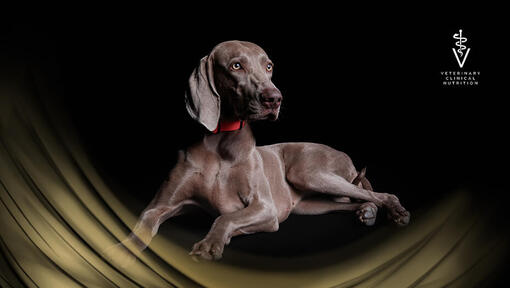 PURINA PRO PLAN Veterinary Diets voor honden
