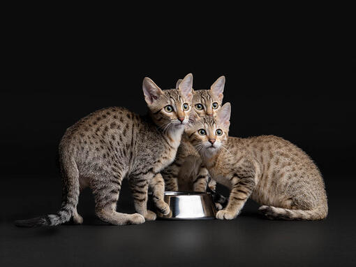 PURINA PRO PLAN Kitten