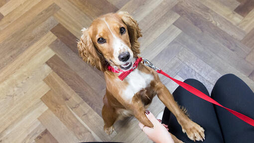 hond aan de lijn in huis