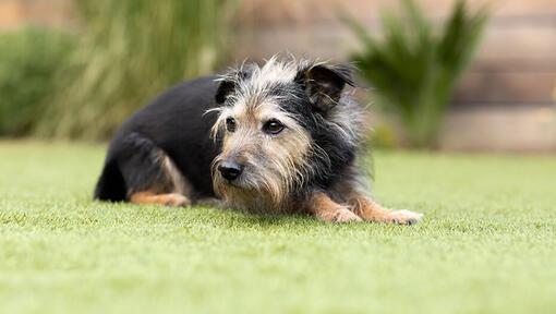 senior hond buiten in de tuin