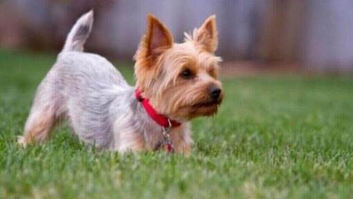 Yorshire Terrier in het gras