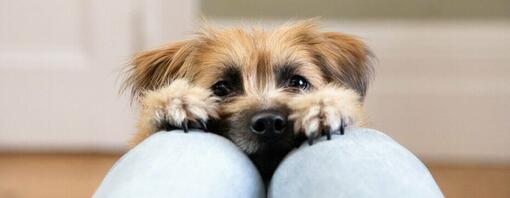 kleine hond kijkt naar baasje