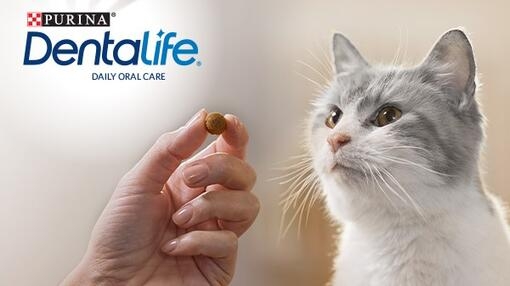 Dentalife Kat krijgt kattensnack