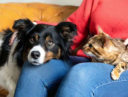 Hond en kat op schoot van de eigenaar