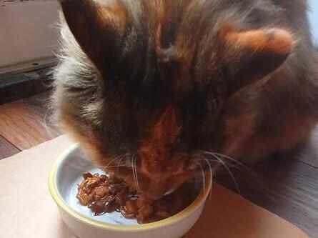 kat eet gourmet gold luxe mix