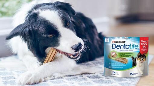 Dentalife hondensnack