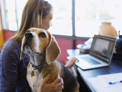Vrouw met beagle die achter laptop werkt