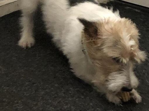 Hond kauwt op Dentalife Hondensnack