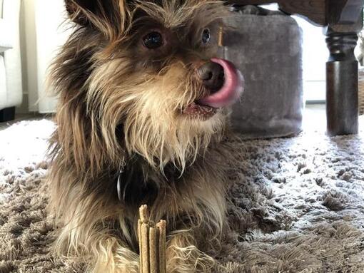 Hond met Dentalife Hondensnack tussen zijn poten