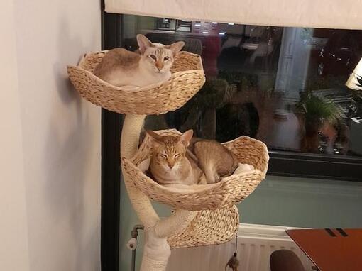 Raskatten liggen in kattenmandje