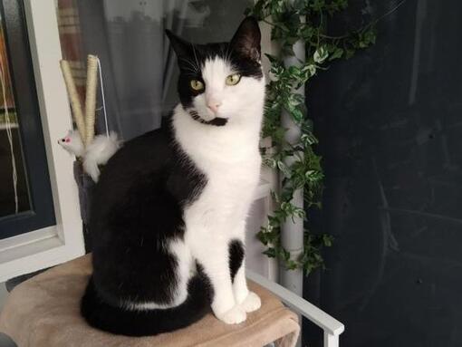 Zwart witte kat zit op tafel