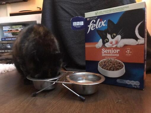 Kat eet felix kattenbrokjes