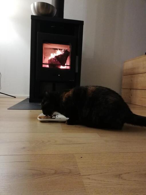 Kat kijkt naar Felix snacks