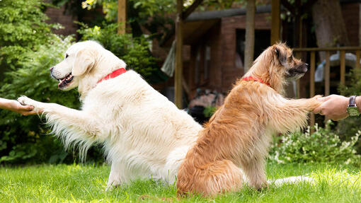 Honden die poten uitsteken