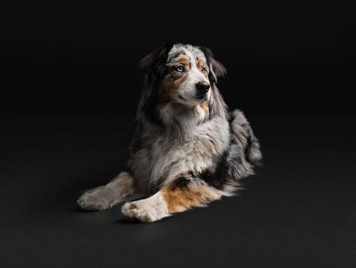 PRO PLAN hond australian sheppard liggend