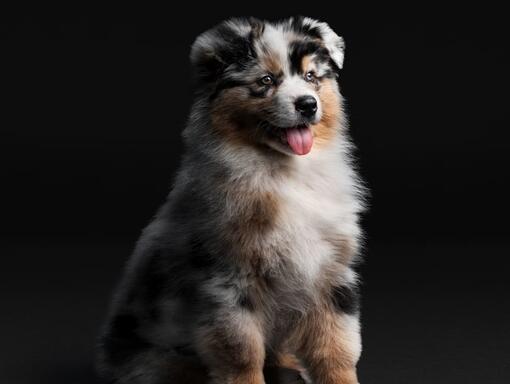 PRO PLAN hond Australian Sheppard Puppy