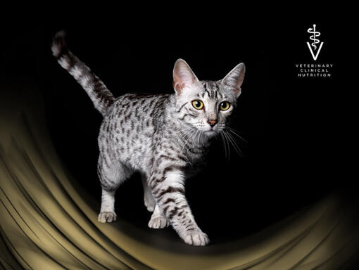 PURINA PRO PLAN Veterinary Diets voor kattenppvd kat