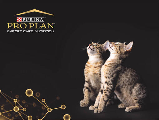 Pro Plan Expert Care kattenvoer