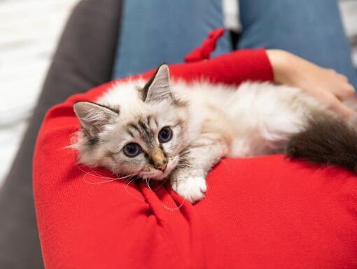 kitten zittend op iemands schoot