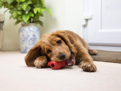 gelukkige puppy springt in de armen van de eigenaar