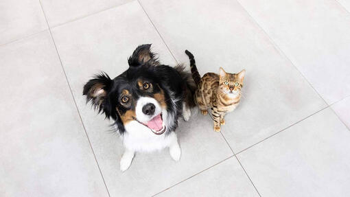 Hond en kat kijken omhoog
