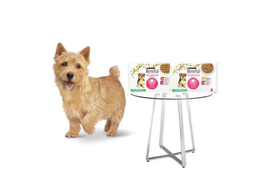 Yorkshire Terrier zit naast Beneful hondenvoer