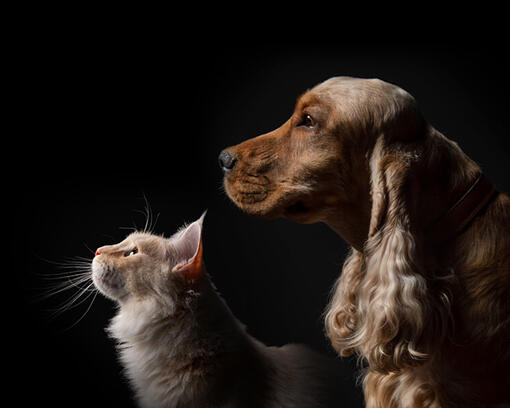 Hond en kat op zwarte achtergrond