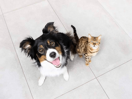 Beter samen logo en hond en kat