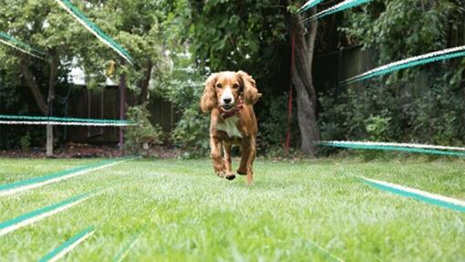 puppy rent terug naar baasje