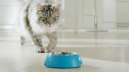 Purina ONE kat bij voerbakje