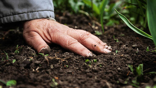 Regeneratieve landbouw: Wat is dat?