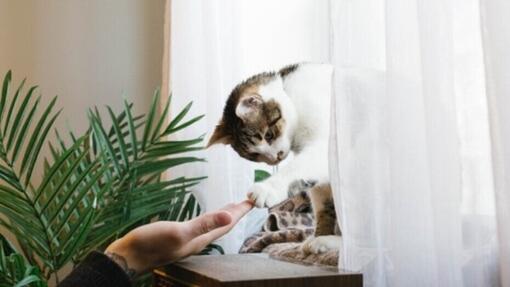 De kat op de vensterbank