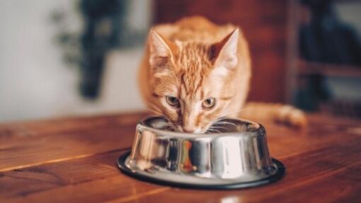De rode kat eet