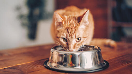 kat eet uit voerbakje