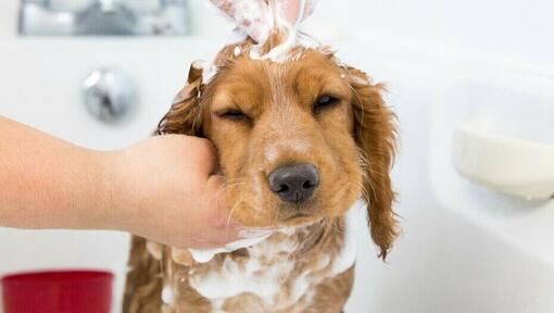 puppy met shampoo over zijn hoofd gewreven