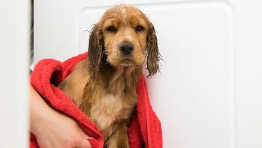 puppy gewikkeld in een rode handdoek