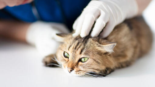 Kat onderzocht bij dierenartsen.