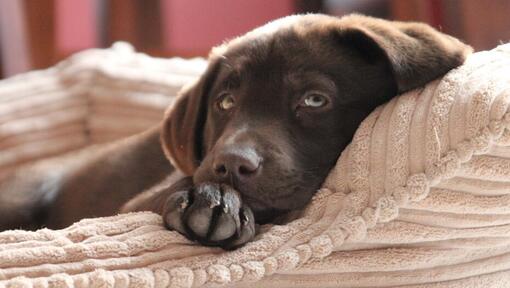 chocolade labrador puppy liggend in een bed