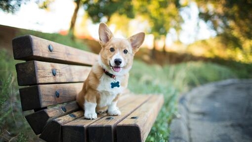 Corgi puppy zittend op een bankje