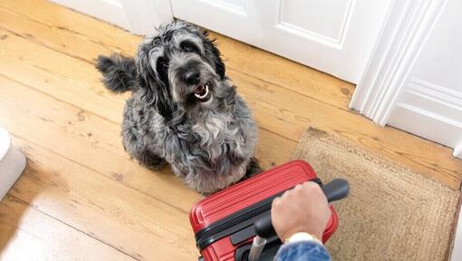 Grijze hond zit naast een rode koffer