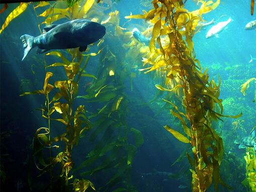 Groene algen in de oceaan