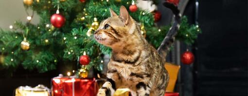 kat bij kerstboom