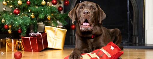 hond bij kerstboom