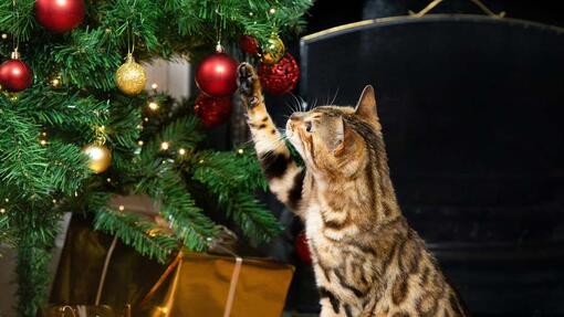 kat speelt met kerstbal