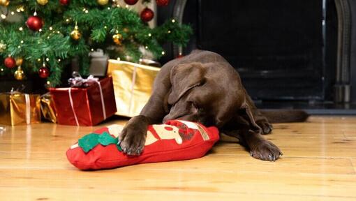 Chocolade labrador snuffelt aan een kous