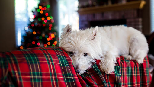 Witte hond liggend op een feestelijke deken met een kerstboom op de achtergrond