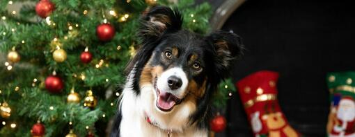 Zwart-witte hond poseert voor kerstboom